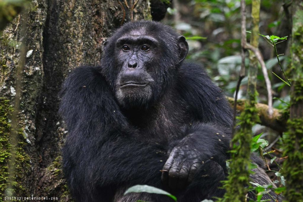 21 Day Uganda Wildlife Safari
